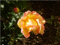 48ba8afe-Picture 667.jpg
